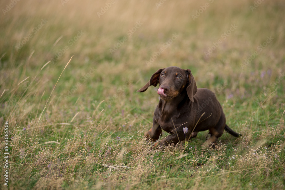 Adorable dachshund puppy playing in the grass