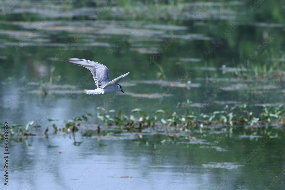 Tern in flight over wetland with wings spread in flight Tern in flight over wetland with wings spread in flight