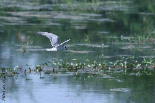 Tern in flight over wetland with wings spread in flight