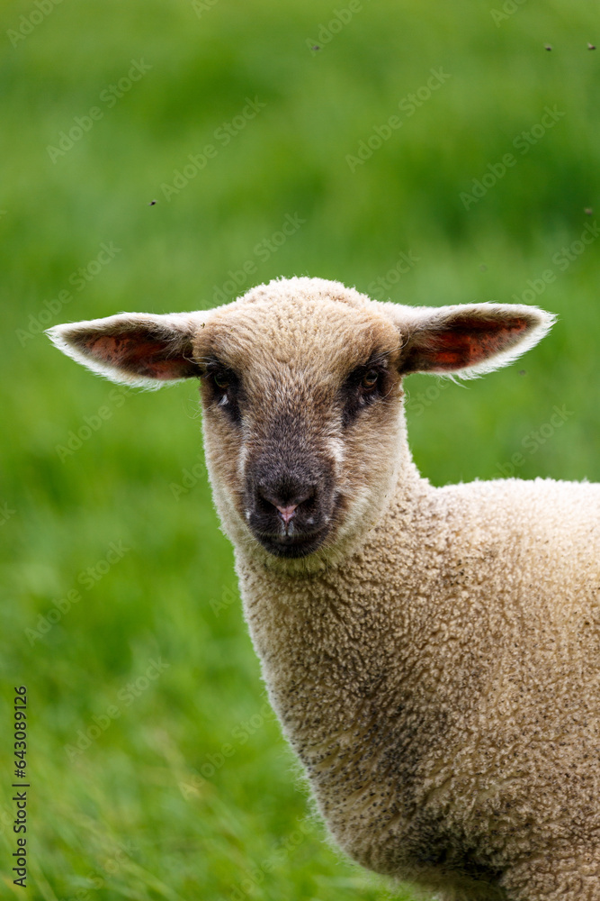 Young sheep on grass field in spring