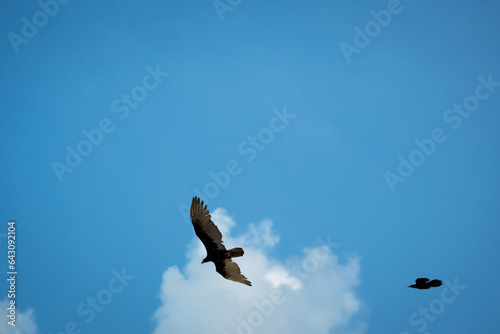 An osprey being chased away by another great-tailed grackle photo