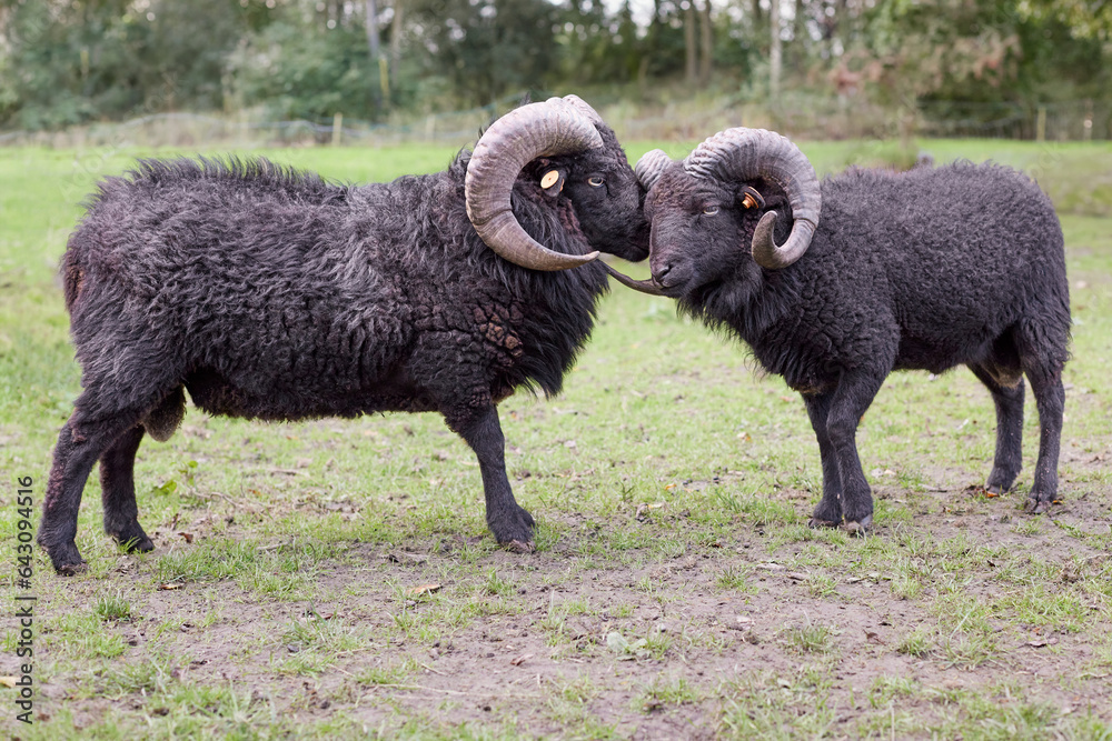 Two male black ouessant sheep head to head Two male black ouessant sheep head to head