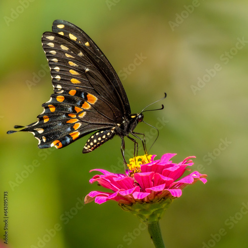 Black Butterly on Red Zinna