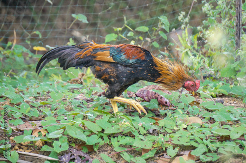 Local breed chicken or in Indonesia it is called "Ayam Kampung"