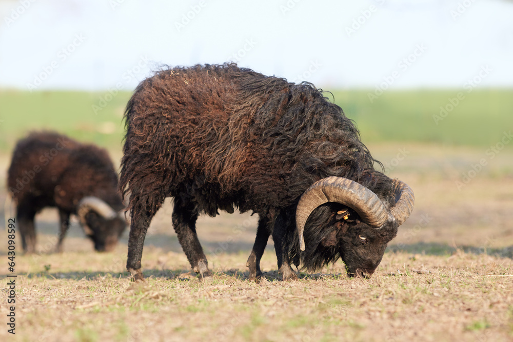 Two brown male ouessant sheep graze on meadow Two brown male ouessant sheep graze on meadow