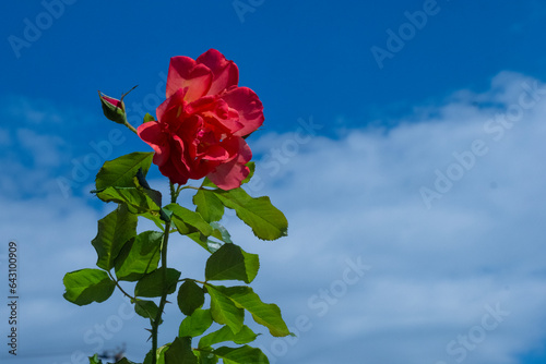 Spring in gardens, rose bush of purple flowers with a beautiful blue sky background.