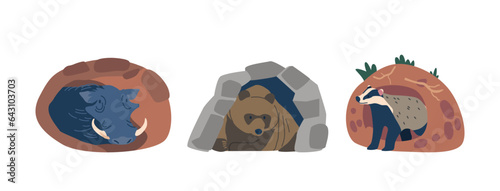 Warthog, A Wild Pig With Tusks, Living In Burrows For Protection. Bear, A Large Mammal That Hibernates In Burrows