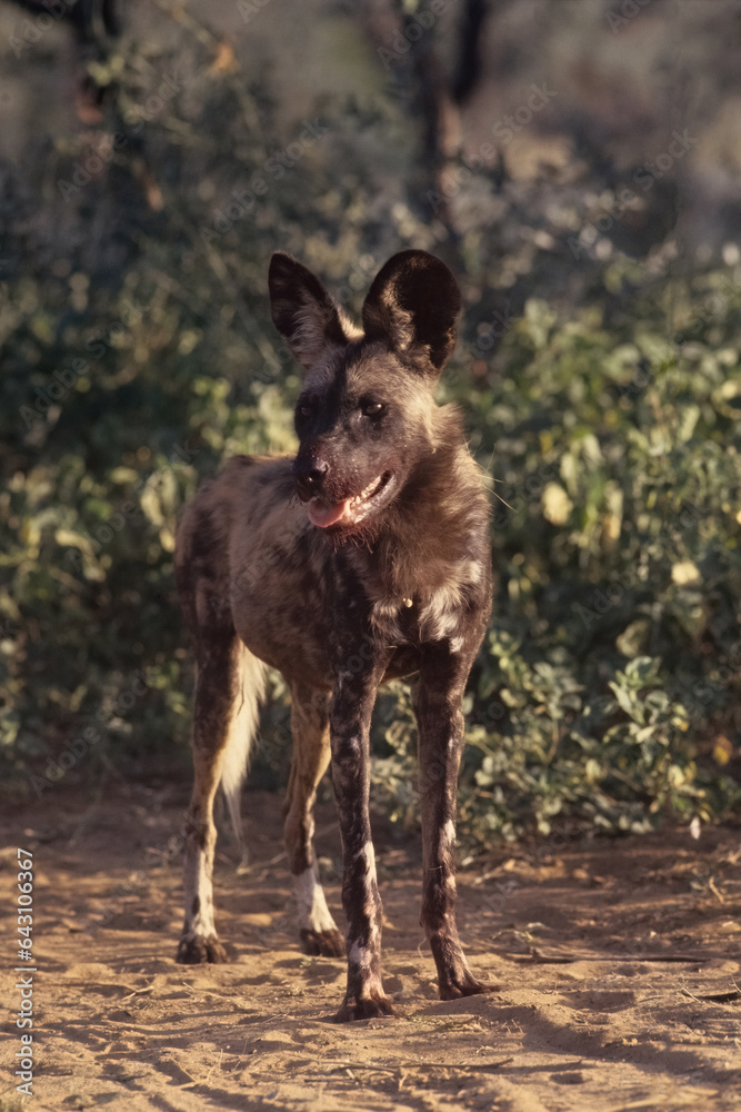 Fototapeta premium African wild dog