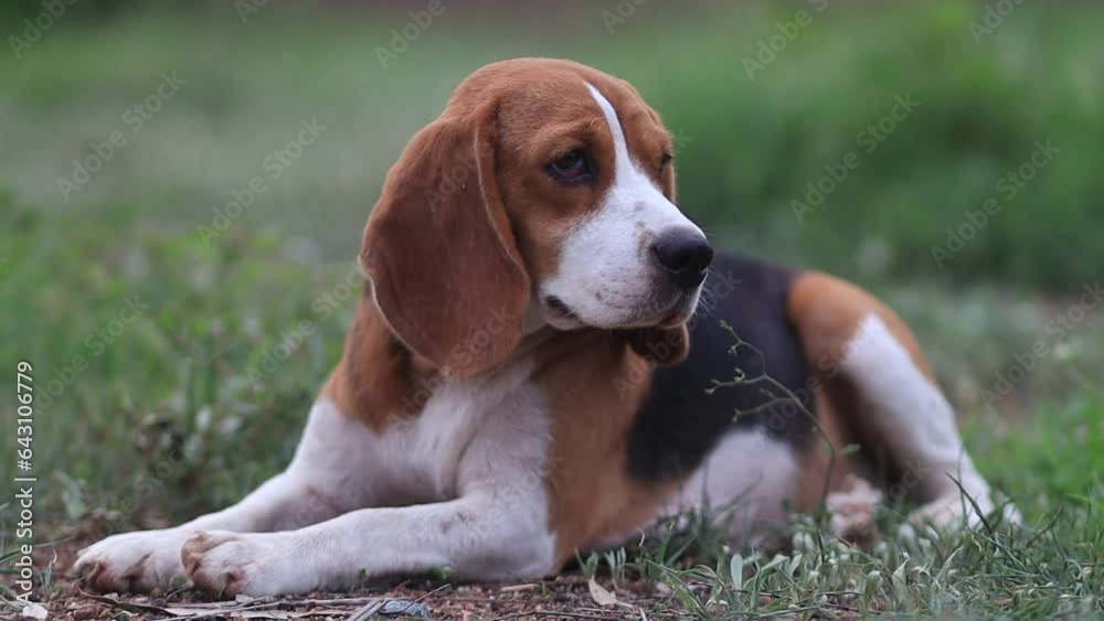 Portrait of a cute beagle dog lying on the green grass in the yard on sunny day, shallow depth of field. Portrait of a cute beagle dog lying on the green grass in the yard on sunny day, shallow depth of field.
