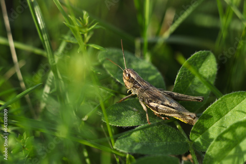 a macro of a grasshopper in the green grass