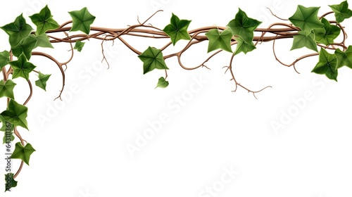  Ivy  ivy branches and ivy tendril on white background