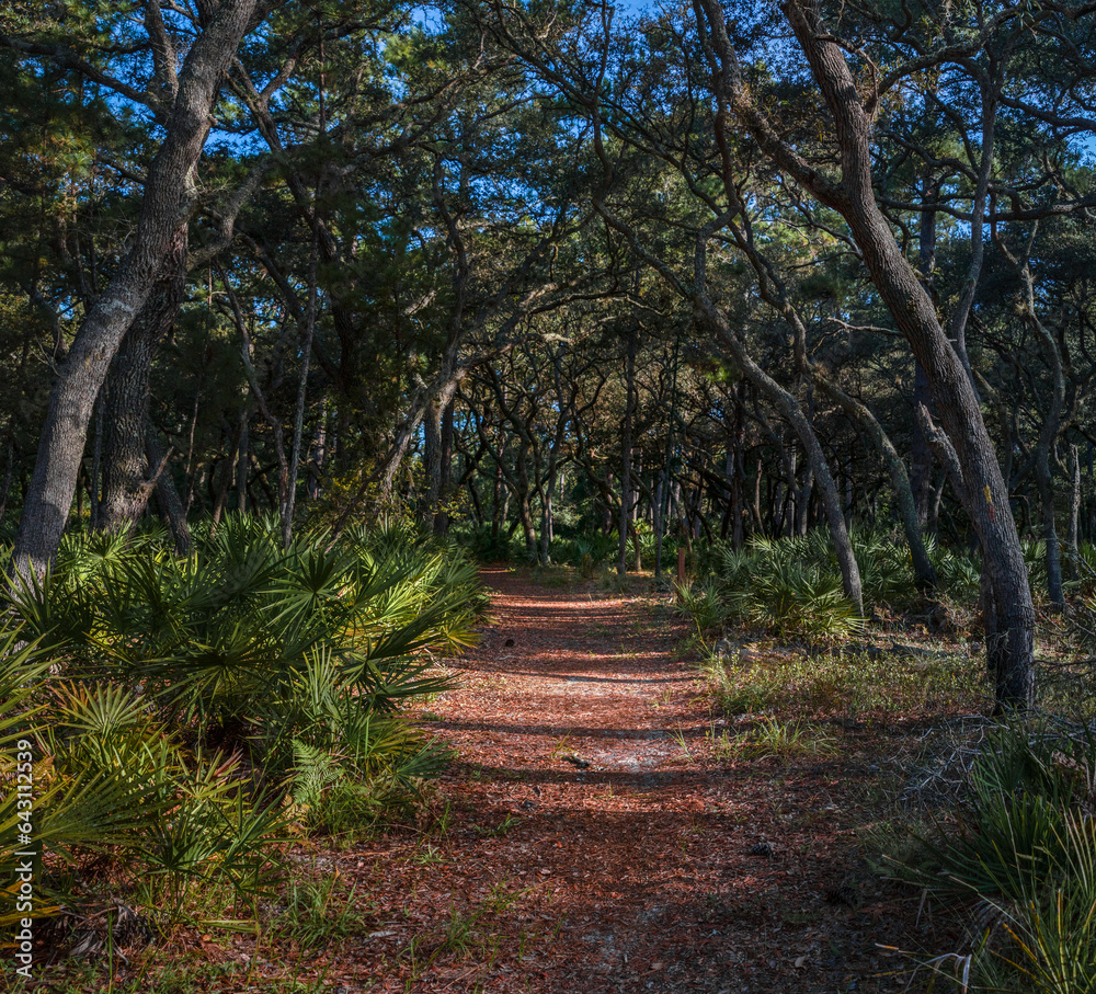 Hiking Beautiful Oak Hammock Ecosystems of Florida. Twisted Old Oak