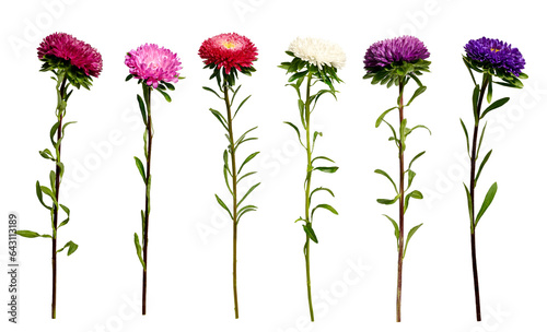 Fototapeta Naklejka Na Ścianę i Meble -  Six multicolored asters isolated on a transparent background. Set of elements for creating collage or design, postcards, invitations