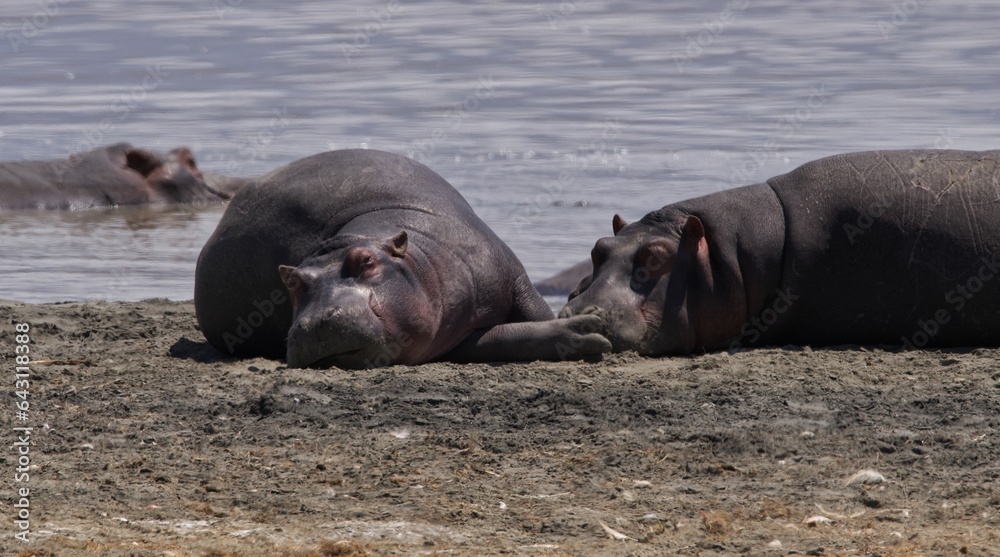 Fototapeta premium hippopotamus in water