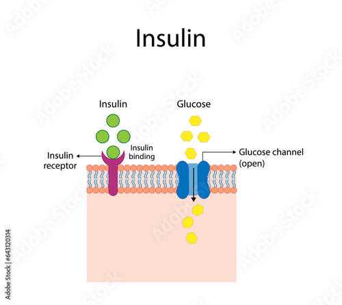 Insulin mechanism of action, regulates glucose metabolism and glucose blood level. Insulin is the key that unlocks glucose channel. Insulin resistance. Vector illustration.