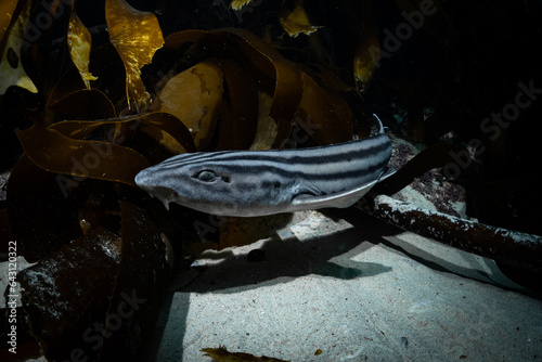 Striped catshark in the kelp forest, Cape Town, South Africa