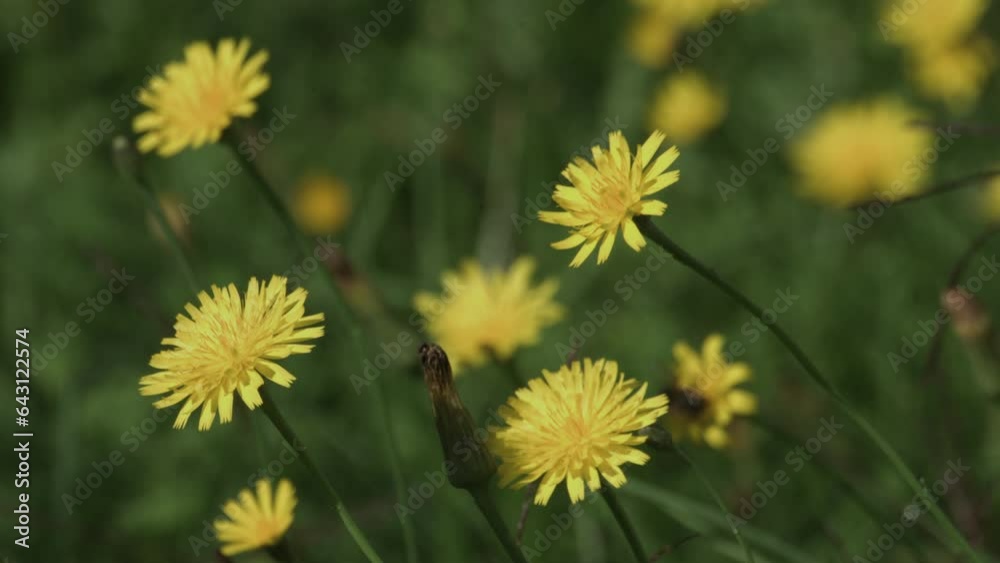 Bee on yellow dandelion flower collecting nectar. Insects gathering pollen. . High quality 4k footage