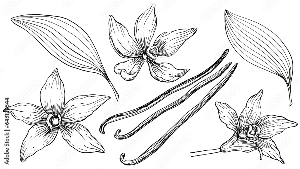 custom made wallpaper toronto digitalVanilla Flower with Sticks set. Vector hand drawn illustration of orchid Flower and pods on isolated background. Bundle with outline drawing of spice. Sketch in line art style painted by black inks.