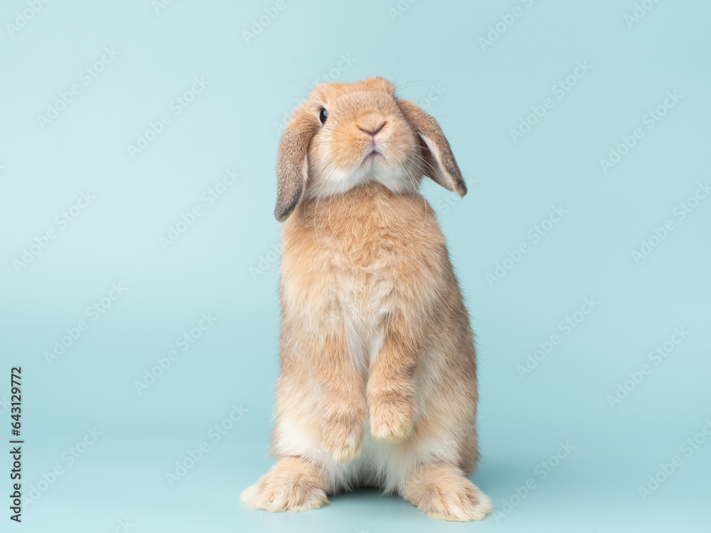 Front view of orange cute baby holland lop rabbit standing on green pastel background. Lovely action of young rabbit.