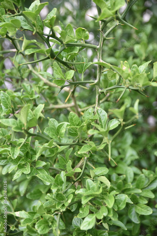 Poncirus trifoliata (citronnier de Chine) au jardin Poncirus trifoliata (citronnier de Chine) au jardin