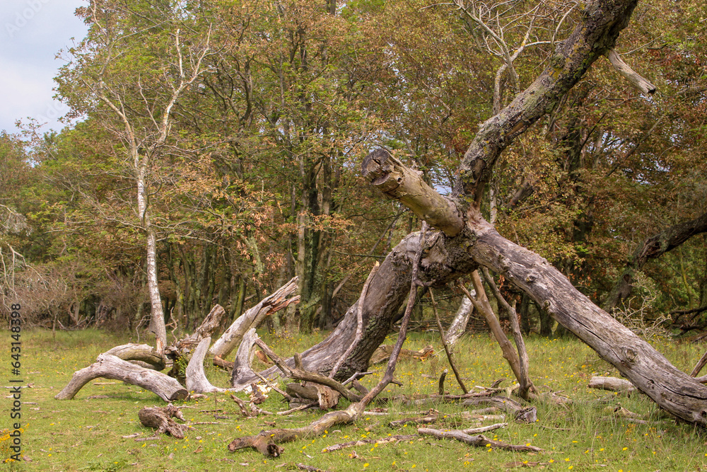 Ein toter Baum im Wald.