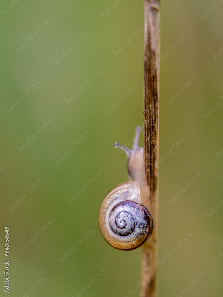 Schnecke