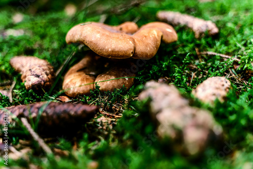 The velvet-footed wood fungus, also known as the mushroom with the velvetiest foot in the forest, is a true survivor. photo