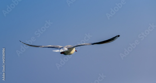 The black-headed gull  Chroicocephalus ridibundus   Larus ridibundus   seagull
