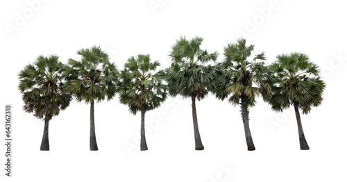 Row of sugar palm tree on transparent background (PNG File) © Direk Takmatcha