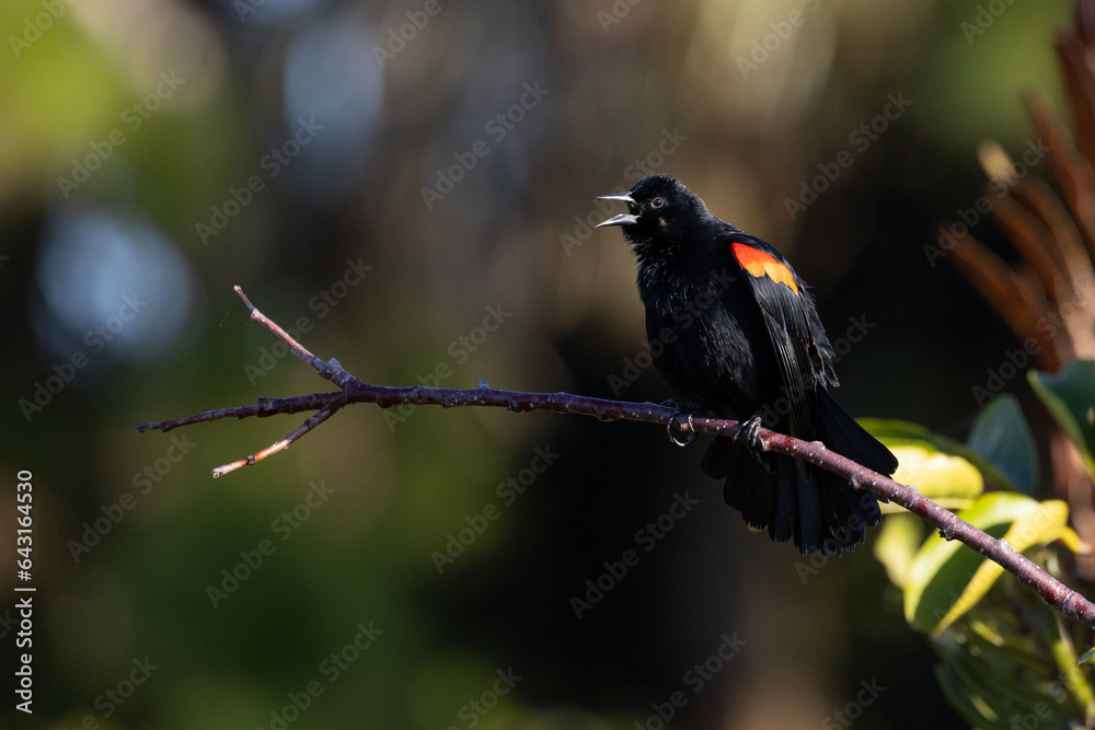 Fototapeta premium Red Winged Blackbird Calling Out