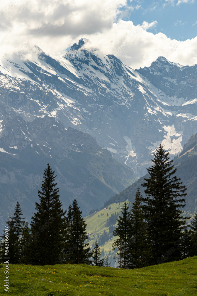 Trees Sitting Along a Hill in the Swiss Alps in Switzerland in the Summer with Mountains Peaking Through Clouds in the Background
