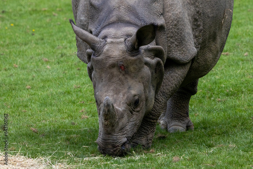 tête de rhinocéros © Ludovic