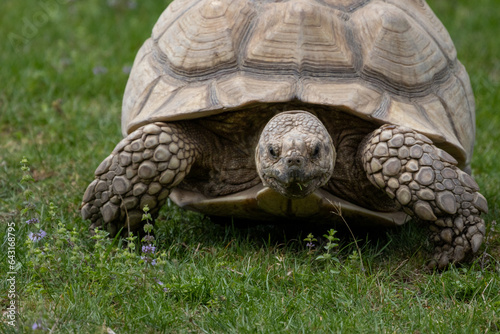 tortue sillonnée