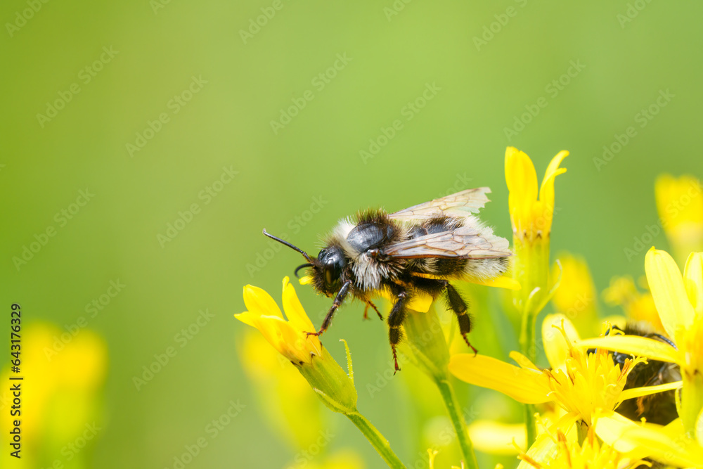 Colorful closeup on a fluffy Bohemian Cuckoo bumblebee, Bombus bohemicus, sitting on a yellow flower Colorful closeup on a fluffy Bohemian Cuckoo bumblebee, Bombus bohemicus, sitting on a yellow flower