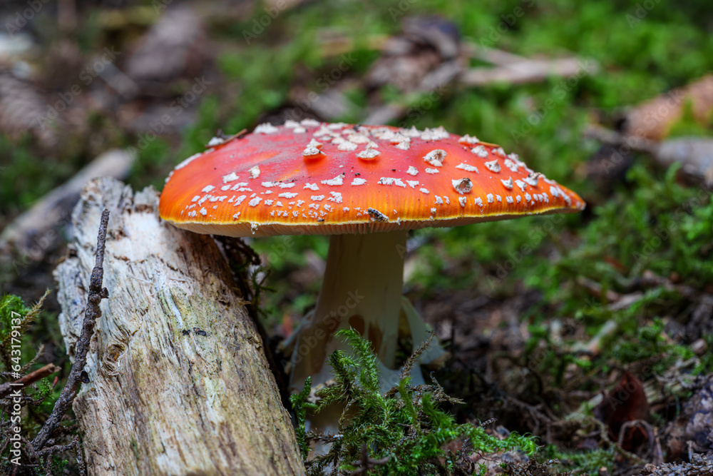Inedible mushroom red fly agaric near birch tree. Forest poisonous mushroom red fly agaric. Forest harvesting. Mycelium. Inedible mushroom red fly agaric near birch tree. Forest poisonous mushroom red fly agaric. Forest harvesting. Mycelium.