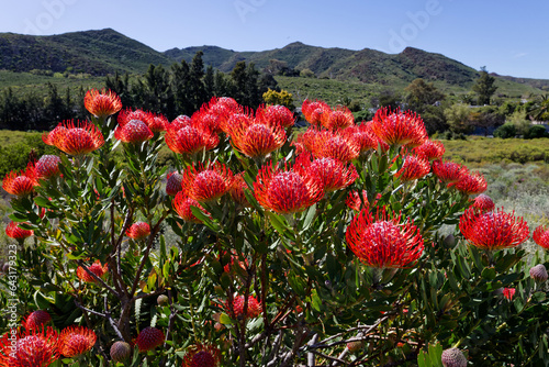 Pincushion Protea flowers blooming bright red in full sunlight in Worcester, Western Cape, South Africa.