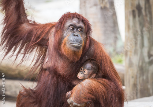Orangutang and baby, Tampa zoo, Florida.