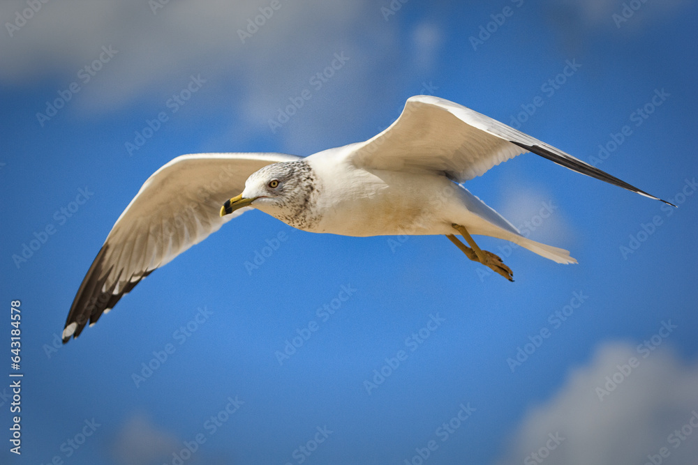 Sea gull, Florida.