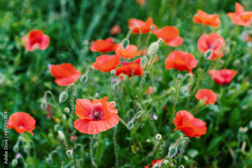 Blooming poppies in a grass. Shallow focus. Summer season in France
