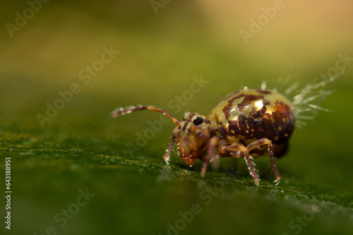 Принти на полотні Insects, Earth's diverse and numerous creatures, range from tiny to colossal, showcasing astounding adaptations and roles in ecosystems worldwide