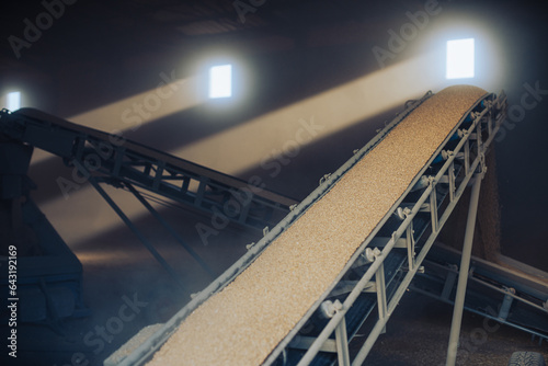 Grain being transported on conveyor belt to the granary or storage barn photo