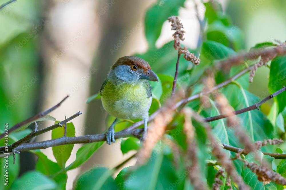 Obraz premium The tropic bird known as 