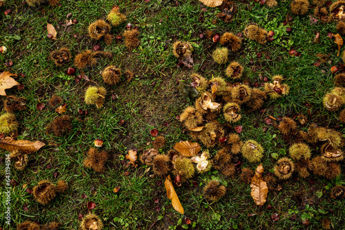 chestnuts autumn leaves background top view