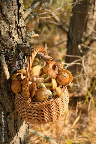 Wicker basket with fresh edible mushrooms close up on tree branch, abstract forest background. Beautiful image of wild nature. harvest season, picking fungi. wild Forest aesthetic. template for design