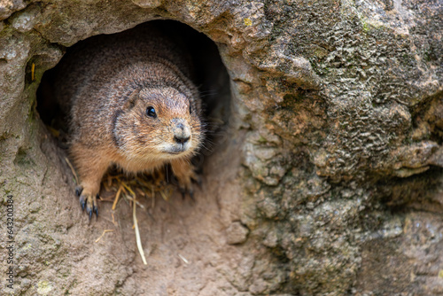 Black-tailed prairie dog