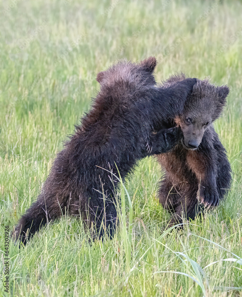 Fototapeta premium Brown Bear Cubs Playing