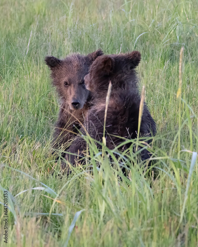 Bear Cubs Interacting