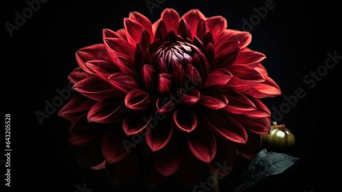 red dahlia. Flower on the black isolated background with clipping path. For design. Closeup. Nature. © Matthew