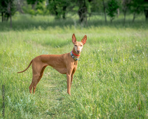 A beautiful red dog in a collar stands on the lawn. The breed of the dog is the Cirneco dell'Etna