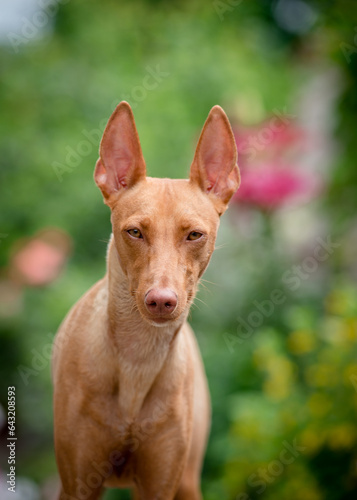 Beautiful red dog is posing for a photo. The breed of the dog is the Cirneco dell'Etna